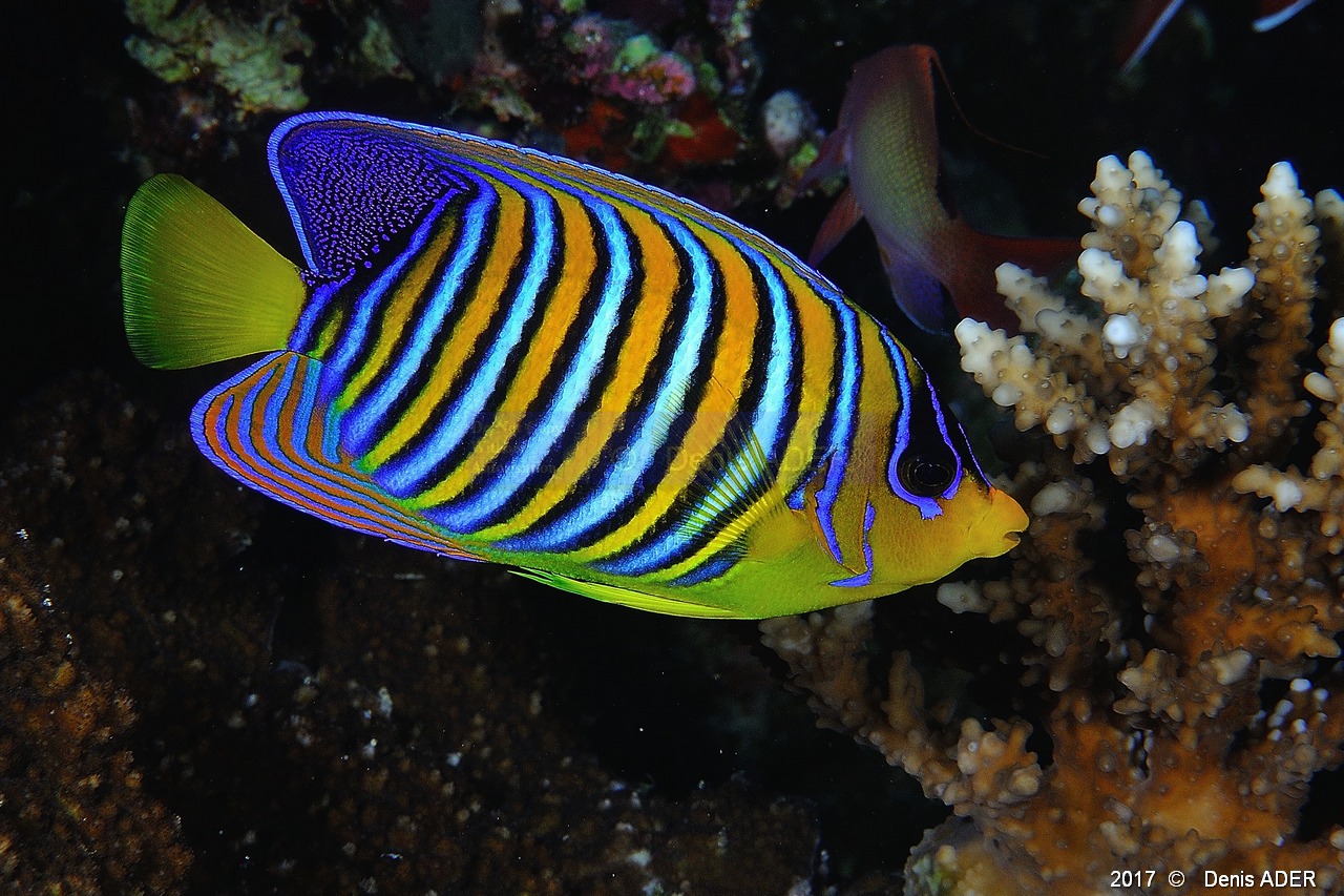Pygoplites diacanthus ange royal-Safaga Tobia harba-12m-20171121-Denis-ADER-DSC_3303_tn.jpg